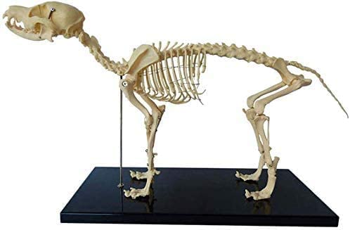 UIGJIOG 1: 1 Hunde-Skelett Anatomisch Modell Animal Specimen 64Cmx10cmx30cm Tier Anatomie Hundeskelett Menschliche Biologie Unterrichten Veterinär Demonstration Werkzeug von UIGJIOG