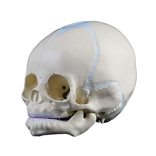 UIGJIOG 1: 1 Menschliche Anatomie Fetus-Schädelmodell 3B Smart Anatomy Schädel Modell Menschliche Anatomie Medizinisches Anatomie-Baby-Schädelmodell,10 * 11 * 14cm von UIGJIOG