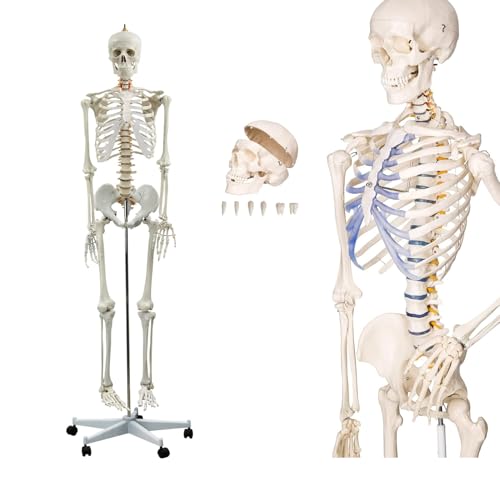 UIGJIOG 180Cm lebensgroßes menschliches Skelettmodell Abnehmbarer Schädel Arme und Beine Anatomisches Skelett mit 206 Knochen Studienhilfe Display Menschliche Skelettanatomie von UIGJIOG