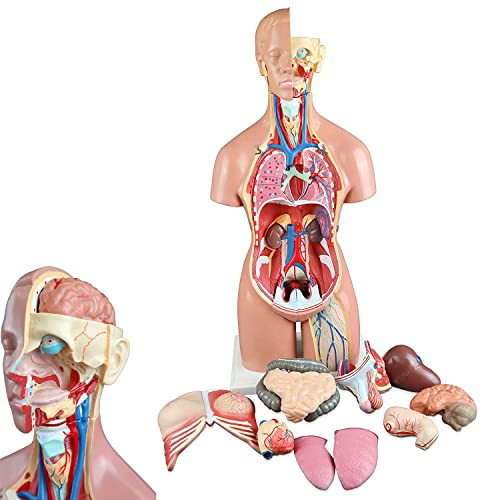 UIGJIOG 19 Teile Torso Anatomie Modell 55cm Menschliches Anatomie Modell Unisex Menschlicher Torso Modell mit Organ Menschlicher Körper Anatomisches Modell Körpersysteme Skelett von UIGJIOG