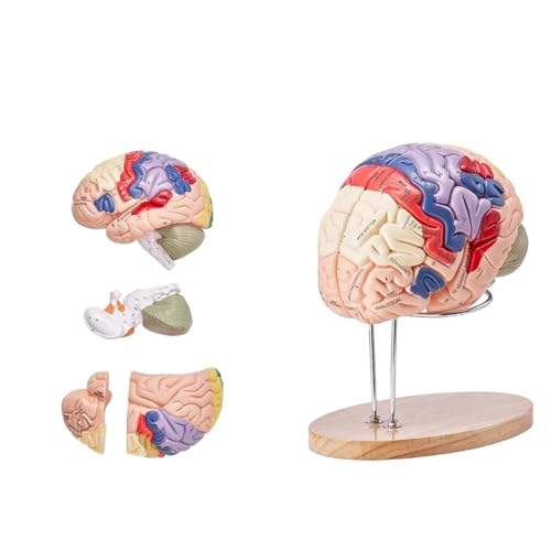 UIGJIOG 2-Fach Vergrößert Menschliches Gehirn Modell Anatomie 4-Teiliges Menschliches Gehirn Anatomisches Modell Mit Etiketten Display Basis Farbkodiertes Abnehmbares Gehirn Forschung Über Lehren von UIGJIOG