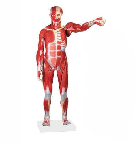 UIGJIOG 27 Teile Lehren, Muskelanatomie Und Menschliche Organe Zu Studieren Anatomisches Modell Der Menschlichen Muskelfigur 1/2 Lebensgröße Nummeriert 80 cm von UIGJIOG