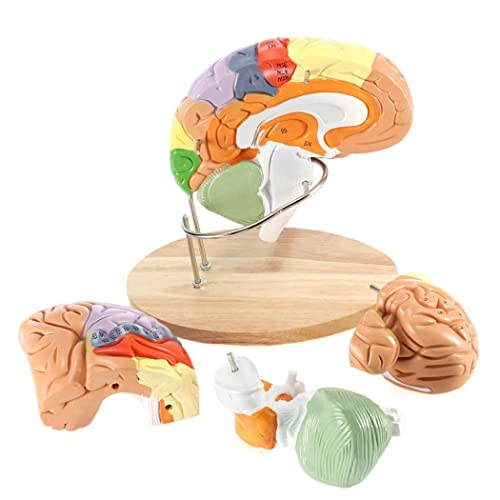 UIGJIOG 2X Gehirn Anatomisches Modellstudie Modell Humanes Gehirnmodell Für Neurowissenschaftliche Lehre Mit Etiketten 4-Teiliges Modell des Gehirn-Farbcodierten Gehirns Anatomie von UIGJIOG