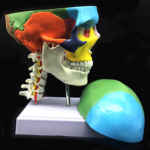 UIGJIOG 3-Part Life-Size Menschlicher Schädel mit Halswirbel Anatomie Anatomisches Modell für Wissenschaft Klassenzimmer Studie Anzeige Teaching Medical Modell von UIGJIOG