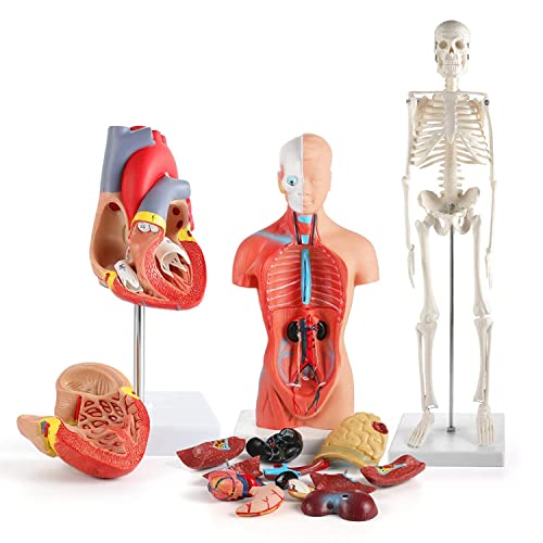 UIGJIOG 3D Anatomie Modell Human Heart Torso und Skelett Modell Human Anatomy Models Learning Kit Für Kinder, Studienwerkzeuge Für Anatomie und Physiologie 3 Stücke UIGJIOG 3D Anatomie Modell Human Heart Torso und Skelett Modell Human Anatomy Models Learning Kit Für Kinder, Studienwerkzeuge Für Anatomie und Physiologie 3 Stücke von UIGJIOG