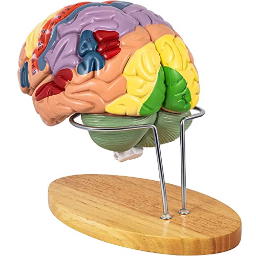 UIGJIOG 4-Teile Menschliches Gehirn Modell Anatomie Farbkodierte Lebensgröße Menschliches Gehirn Anatomisches Modell, Gehirnunterricht Menschliches Gehirn für Wissenschaft Klassenzimmer Modell von UIGJIOG