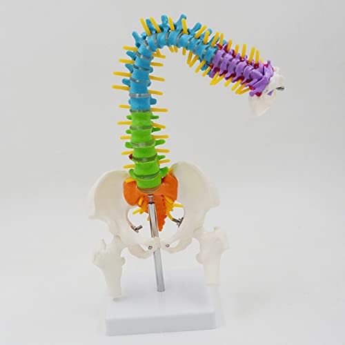 UIGJIOG 45Cm Flexibles Farbiges Wirbelsäulenmodell, Skelett-Anatomiesystem Anatomisches Modell Mit Spinalnerven, Becken, Femur, Medizinisches Lehrmittel von UIGJIOG