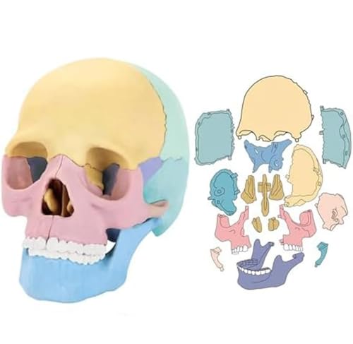 UIGJIOG 4D Menschliches Schädelmodell Abnehmbares Exemplar Schädelmodell Mini Abnehmbares menschliches Schädelmodell Anatomie Schädel Puzzle 20,5 cm * 15,5 cm * 5,5 cm von UIGJIOG