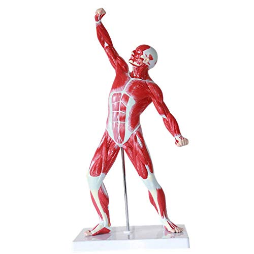 UIGJIOG 50 cm Menschlicher Muskel Und Skelett Anatomie Modell Medizinische Körperschule Lernen Sie Hilfe UIGJIOG 50 cm Menschlicher Muskel Und Skelett Anatomie Modell Medizinische Körperschule Lernen Sie Hilfe von UIGJIOG