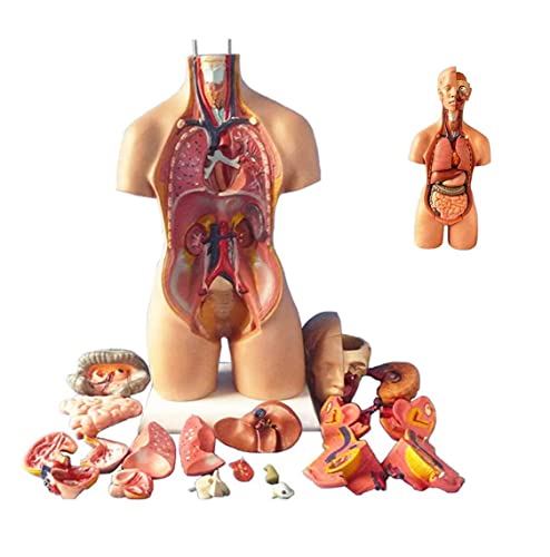 UIGJIOG 55 cm Torso Assemblierung Modell Anatomische innere Organe des menschlichen Körpers menschlicher Körper menschlicher Körper Anatomie der Brust für die Bildungsunterricht UIGJIOG 55 cm Torso Assemblierung Modell Anatomische innere Organe des menschlichen Körpers menschlicher Körper menschlicher Körper Anatomie der Brust für die Bildungsunterricht von UIGJIOG