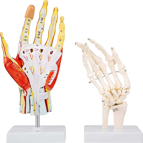 UIGJIOG 7-Teilige Anatomische Handmodell-Bänder Für Anatomie-Lebensgröße Anatomische Hand Mit Anzeige-Basishand-Skelett Mit Kennzeichnung Von Hand Muskeln Für Unterrichtsanzeige von UIGJIOG