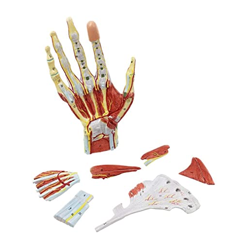 UIGJIOG 7-Teiliges Anatomisches Handmodell, Anatomische Handmodellbänder Lebensgröße Handskelett Mit Markierter Handmuskulaturmodelle Für Unterrichtsanzeige von UIGJIOG