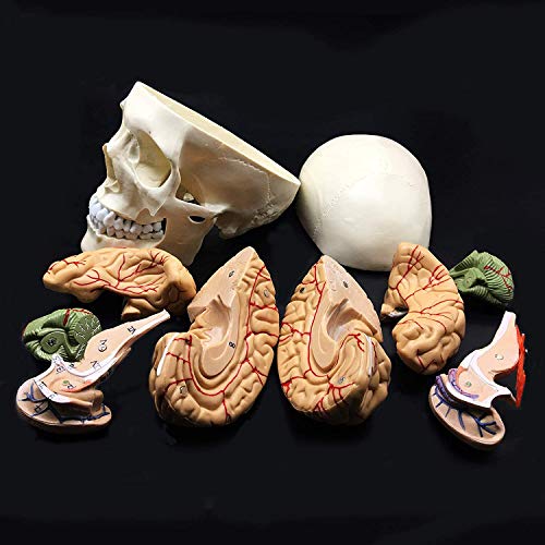 UIGJIOG 8-Part Life-Size Menschlicher Schädel mit Gehirn-Anatomie Anatomisches Modell für Wissenschaft Klassenzimmer Studie Anzeige Teaching Medical Modell 8.3X 5.9 X 7.5 UIGJIOG 8-Part Life-Size Menschlicher Schädel mit Gehirn-Anatomie Anatomisches Modell für Wissenschaft Klassenzimmer Studie Anzeige Teaching Medical Modell 8.3X 5.9 X 7.5 von UIGJIOG