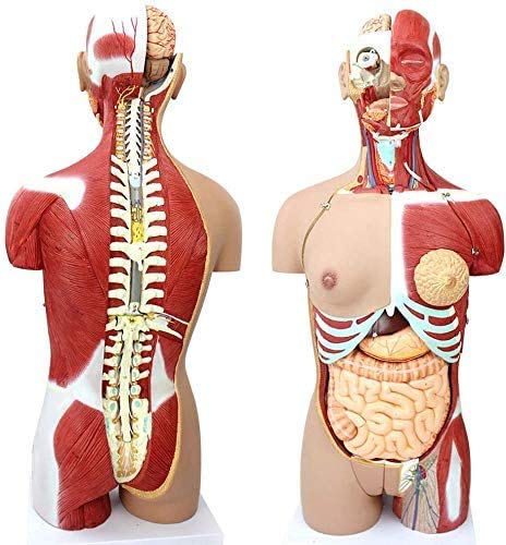UIGJIOG 85CM Modell Der Anatomie des Inneren Organs Muskel des Menschlichen Torso 4D Human Body Organs Thoracic Surgery Medical Anatomy System Für Teaching Modell UIGJIOG 85CM Modell Der Anatomie des Inneren Organs Muskel des Menschlichen Torso 4D Human Body Organs Thoracic Surgery Medical Anatomy System Für Teaching Modell von UIGJIOG