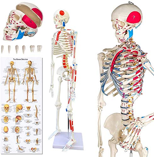 UIGJIOG 85CM-Skelett Skelett Anatomisches Modell Menschliches Grandeur Nature Für Teaching Medical Clinics Johanniter, 1/2 Körpergröße, High Fidelity von UIGJIOG