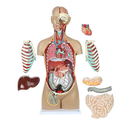 UIGJIOG 85Cm Hohes Anatomisches Menschliches Torsomodell 18 Abnehmbare Modelle Innerer Organe Asexueller Offener Torso des Menschlichen Körpers Organstruktur Gewebeanatomiemodell Unisex Torso von UIGJIOG