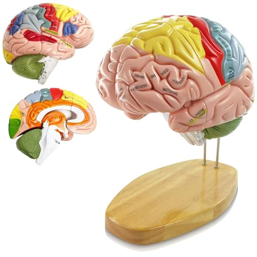 UIGJIOG 9-Farbiges Modell des Menschlichen Gehirns Mit Beschriftung Lebensgroßes Anatomiemodell Für Den Naturwissenschaftlichen Unterricht Medizinisches Modell Zum Erkennen Von Gehirnfunktionen von UIGJIOG