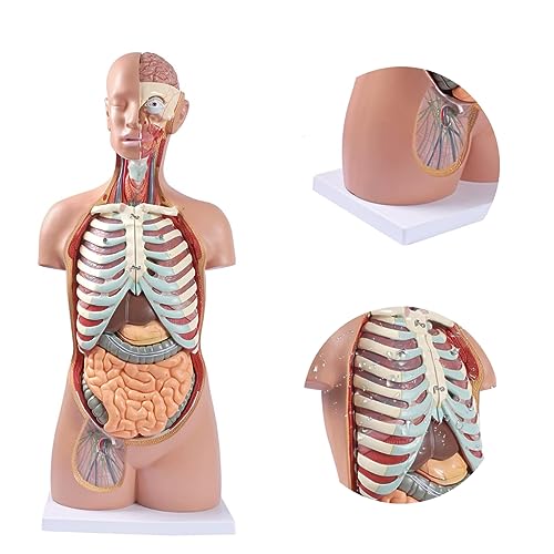 UIGJIOG Abnehmbarer Torso Menschliches Anatomiemodell 85Cm Lehrtorso Körpermodell Anatomiepuppe 17 Abnehmbare Teile Lebensgroß Geschlechtsloses Anatomisches Torsomodell Bildung Organe Modellstudie von UIGJIOG