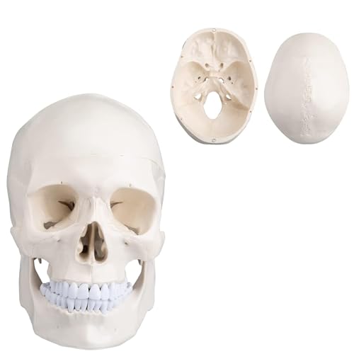 UIGJIOG Adult Skull Anatomical Model, Schädel-Modell, Human Full Human Skulls Life Size 3 Parts Lab Skull Model Mit Abnehmbarer Schädeldecke-Artikulated Mandible Und Full Set of Teeth von UIGJIOG