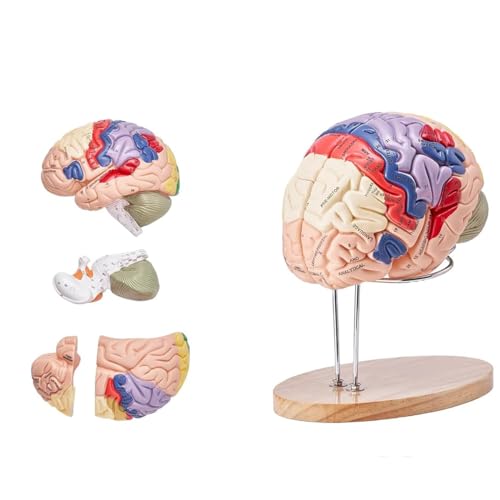 UIGJIOG Anatomie Human Brain Model 2X Life Size 4-Teiliges Menschliches Gehirn Anatomisches Modell Mit Etiketten Display Base Farbcodierte Abnehmbare Gehirn Forschung Auf Lehre Menschlichen Anatomie von UIGJIOG