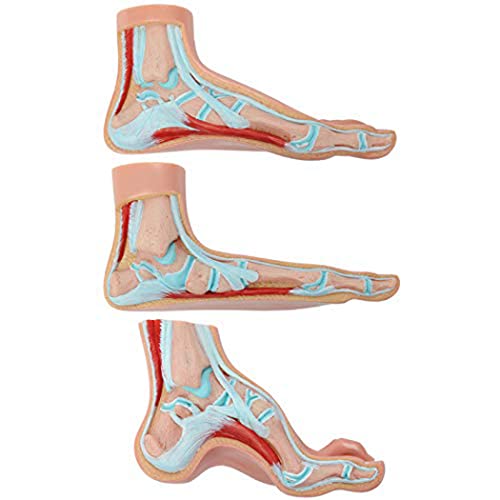 UIGJIOG Anatomie-Modell des Menschlichen Fußes 13 "Tall Podiattry-Modell Ist EIN Satz Von 3 Menschlichen Füßen, Fußmodell Zeigt Den Flachen Fuß, des Normalen Fußes Und Eines Hohen Bogens An UIGJIOG Anatomie-Modell des Menschlichen Fußes 13 "Tall Podiattry-Modell Ist EIN Satz Von 3 Menschlichen Füßen, Fußmodell Zeigt Den Flachen Fuß, des Normalen Fußes Und Eines Hohen Bogens An von UIGJIOG