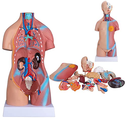 UIGJIOG Anatomie Torso Modell 45 cm Mensch Unisex Torso Anatomischer Modell 23 Teile Körper Anatomischer Modell Medizinische Anatomie Bildungsunterricht Modell UIGJIOG Anatomie Torso Modell 45 cm Mensch Unisex Torso Anatomischer Modell 23 Teile Körper Anatomischer Modell Medizinische Anatomie Bildungsunterricht Modell von UIGJIOG