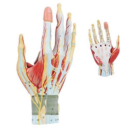 UIGJIOG Anatomiemodell Der Menschlichen Hand 7-Teiliges Hand 3D-Ansicht Anatomiemodell Hand Mit Muskeln Bändern Nerven Und Arterien 7Abnehmbare Nummerierte Teile Zeigen Inneren Details Struktur Hand von UIGJIOG