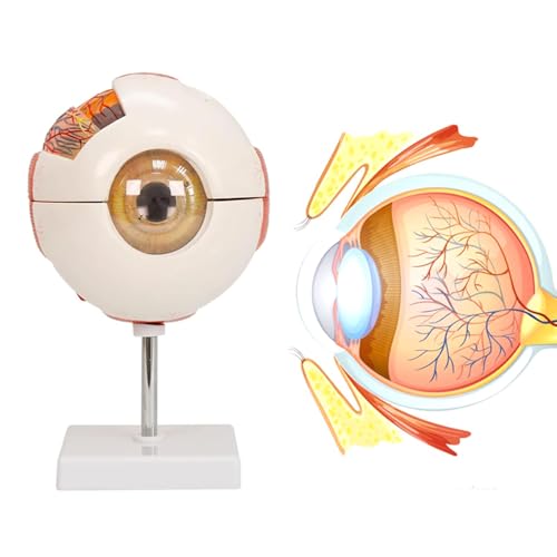 UIGJIOG Anatomisch Vergrößert 6X Augapfel Display-Modell Mit Abnehmbarem Ständer, Klassenzimmer Studie Anatomisches Modell des Menschlichen Auges Für Die Medizinische Ausbildung von UIGJIOG