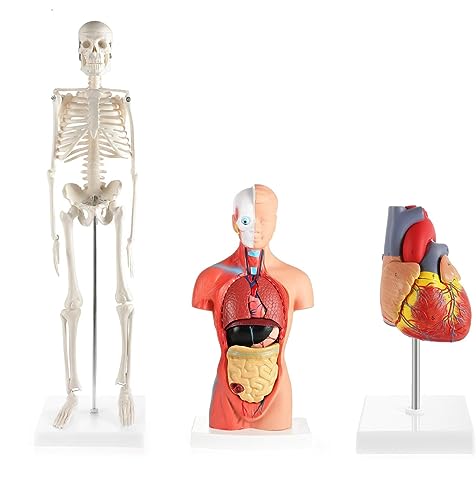 UIGJIOG Anatomisches 3D-Modell Menschliches Herz-Torso-Skelett-Modell Lernwerkzeuge Anatomie Physiologie-Studenten Sätze Mit DREI Anatomiemodellen Wissenschafts-Lernset Zusammenbauen Zerlegen von UIGJIOG