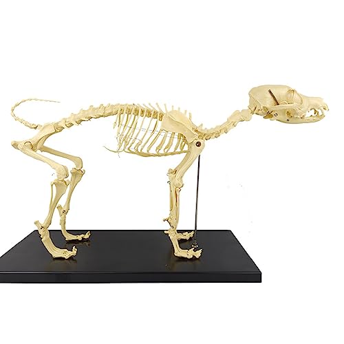 UIGJIOG Anatomisches Hundeskelettmodell, Hundeskelettmodell, Hundeskelett, Tierhundanatomie, Hundegelenke, Hundegelenke, Hundeskelett von UIGJIOG