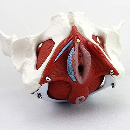 UIGJIOG Anatomisches Modell des Beckens, Modell-Weiblichen Beckenstruktur Anatomischem Modell, Weibliches Beckenbodenmuster, 7 Stück, Abnehmbare Organe Der Beckenbodenmuskeln Anatomischem Modell UIGJIOG Anatomisches Modell des Beckens, Modell-Weiblichen Beckenstruktur Anatomischem Modell, Weibliches Beckenbodenmuster, 7 Stück, Abnehmbare Organe Der Beckenbodenmuskeln Anatomischem Modell von UIGJIOG