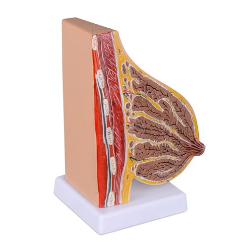 UIGJIOG Anatomy Lactating Breast Sagittal Section Model Life Size Breast Anatomy Model Include Study Card for Breast Surgeon Breast Anatomy Pathology von UIGJIOG