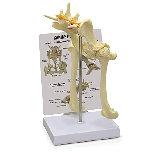 UIGJIOG Beckenmodell des Hundes,Hunde-Hüftgelenk-Modell Tierkörper-Anatomie-Nachbildung des Hundebeckens Für Veterinäramt Bildungstool UIGJIOG Beckenmodell des Hundes,Hunde-Hüftgelenk-Modell Tierkörper-Anatomie-Nachbildung des Hundebeckens Für Veterinäramt Bildungstool von UIGJIOG