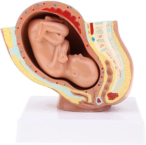 UIGJIOG Beckenschwangerschaft Neunmonatmodell Baby Fetus/Fetus Human Fetal Development Model Sagittal Ebene Modell Hebammenlehre Embryoentwicklungsmodell UIGJIOG Beckenschwangerschaft Neunmonatmodell Baby Fetus/Fetus Human Fetal Development Model Sagittal Ebene Modell Hebammenlehre Embryoentwicklungsmodell von UIGJIOG