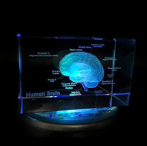 UIGJIOG Crystal Anatomy of Human Brain Anatomical Model 3D Paperweight (Laser Etched) Science Gift Cube Medical Souvenir with LED Base,5 * 5 * 8cm von UIGJIOG