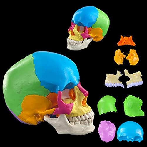 UIGJIOG Farbige Schädel Anatomie Modelle 1:1 Menschliche Schädel Modell 22-Teilig Leben Größe Explodiert Abnehmbare Gemalt Menschliche Replik Anatomischen Kopf Skelett Für Das Lernen Lehre Studie von UIGJIOG