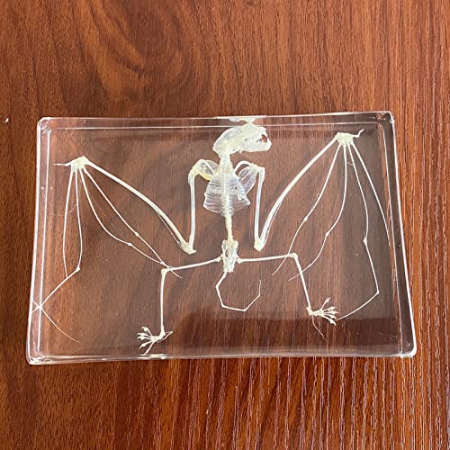 UIGJIOG Fledermaus-Skelett-Exemplar, Taxidermie in Acrylblock, Briefbeschwerer, Exemplar für den naturwissenschaftlichen Unterricht, 5 x 3,5 x 1,2 Zoll UIGJIOG Fledermaus-Skelett-Exemplar, Taxidermie in Acrylblock, Briefbeschwerer, Exemplar für den naturwissenschaftlichen Unterricht, 5 x 3,5 x 1,2 Zoll von UIGJIOG