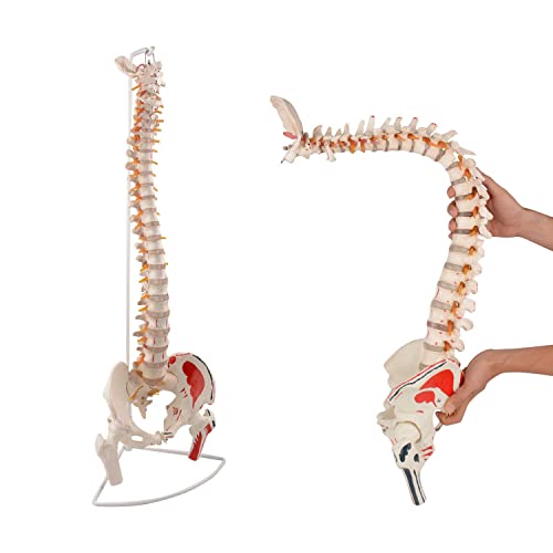 UIGJIOG Flexible Menschliche Wirbelsäule-Modell, 85Cm Menschliche Wirbelsäule-Modell, Biegbares Rückenmark Mit Farbigen Lackierten Muskeln-Ursprüngen Und Insertionspunkten von UIGJIOG