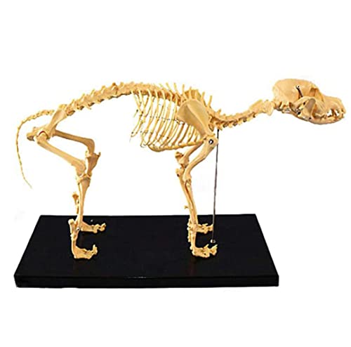 UIGJIOG Fortgeschrittene Hunde Tier Anatomie Unterrichtsmodell, Hund Skeleton Anatomisches Modell Für Humanbiologie Veterinärmedizinische Demonstrationstool, Hundekinderknochenmodell von UIGJIOG