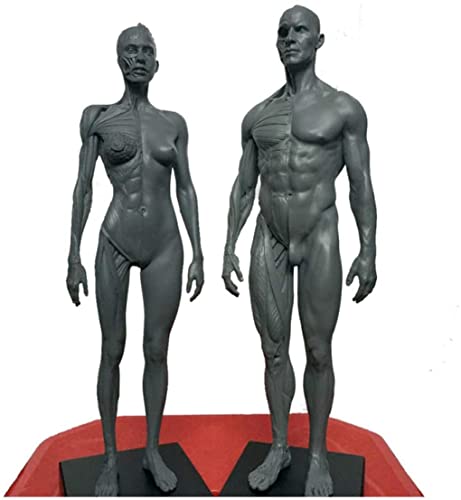 UIGJIOG Frau Mann 2 stücke Menschliche Körper Muskulatur und Skelett Anatomisches Modell 30 cm Human Anatomiefigur für Schulstudie und Unterricht von UIGJIOG