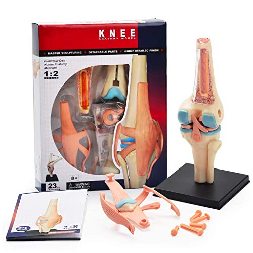 UIGJIOG Human 1: 2 Größe Kniegelenk Simulationsmodell Gelenk Anatomisches Modell 3D-Puzzle Montage Spielzeug - Abnehmbare 23 Teile Medizinische Lehre Modell,Knee Joint UIGJIOG Human 1: 2 Größe Kniegelenk Simulationsmodell Gelenk Anatomisches Modell 3D-Puzzle Montage Spielzeug - Abnehmbare 23 Teile Medizinische Lehre Modell,Knee Joint von UIGJIOG