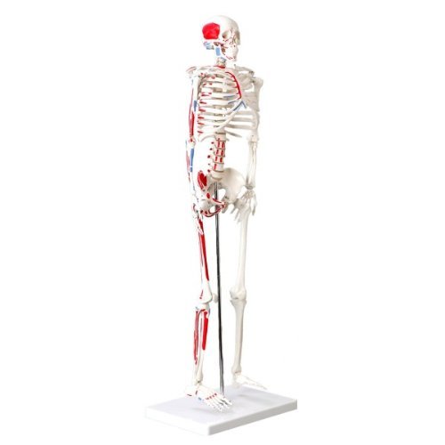 UIGJIOG Human Anatomy Skeleton Model Product Muscular Skeleton Model, 1/2 Life Size, 85Cm, Muscle Painted Medical Teaching Aids von UIGJIOG