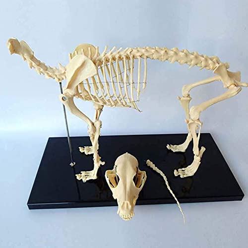 UIGJIOG Hundeskelett Anatomisches Modell, Anatomie Bildung Modell Von Tieren, 64Cmx20cmx30cm von UIGJIOG