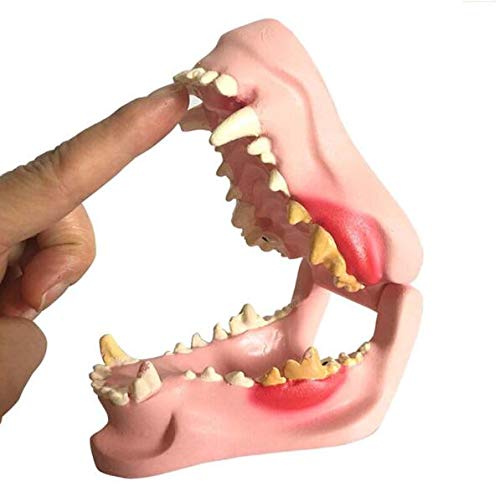 UIGJIOG Hundezahnmodell Eanin Hundekiefer Anatomisches Modell Anatomie Veterinärtier Skeleton Zersetzung Probe Professionelle Zahnärztliche Unterricht von UIGJIOG