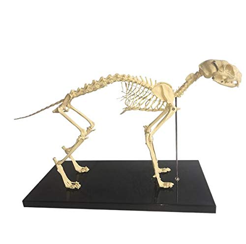 UIGJIOG Katze Skelett 1: 1 Kleines Tier Anatomisches Modell Haustier Katze Knochen Tier Skeleton Probe Anatomie Tierärztliche Unterricht Demonstration Werkzeug Tier Skeleton von UIGJIOG