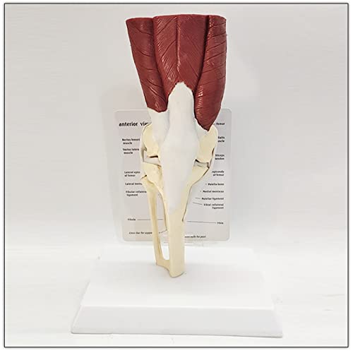 UIGJIOG Knee, Modell Set Für Hüft, Schulter, Knie Und Ellenbogengelenke, Anatomisches Set Für Menschliche Muskelgelenke Für Das Lehrmittel Der Arztpraxis UIGJIOG Knee, Modell Set Für Hüft, Schulter, Knie Und Ellenbogengelenke, Anatomisches Set Für Menschliche Muskelgelenke Für Das Lehrmittel Der Arztpraxis von UIGJIOG