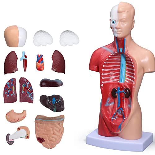 UIGJIOG Lehrmodell Modell des Menschlichen Körpers 28Cm Anatomiemodell des Menschlichen Torsos 15Pcs Abnehmbare Teile Mit Herz-Viszeral-Gehirn-Skelett Vorschule Schule Wissenschaft Ausbildung von UIGJIOG