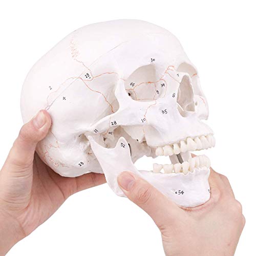 UIGJIOG Life Size Adult Human Anatomy Kopf Skelett Modell beinhaltet die vollständige Gebiss, Abnehmbarer Kappe und artikuliert Mandible Markierte Schädel,with Number von UIGJIOG