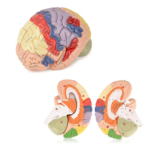 UIGJIOG Life-Size Brain Model Labeled with Study Guide for Science Education Study Display Human Brain Model for Neuroscience 9 Colours Removable Four Sections Laser Engraved Labels von UIGJIOG