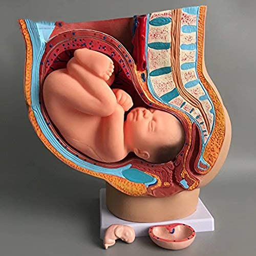 UIGJIOG Medizinischer Anatomische Schwangere Weibliche Pelvis mit Schwangerschaft 9 Monate Baby Fetus Modell Life Size mit herausnehmbaren Organen, 4-teilig, handgemaltes von UIGJIOG